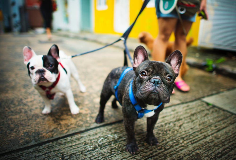 Two cute dogs on a lead