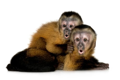Monkeys.jpg