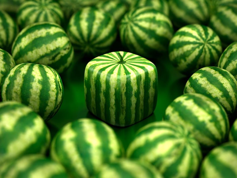 Square watermelon