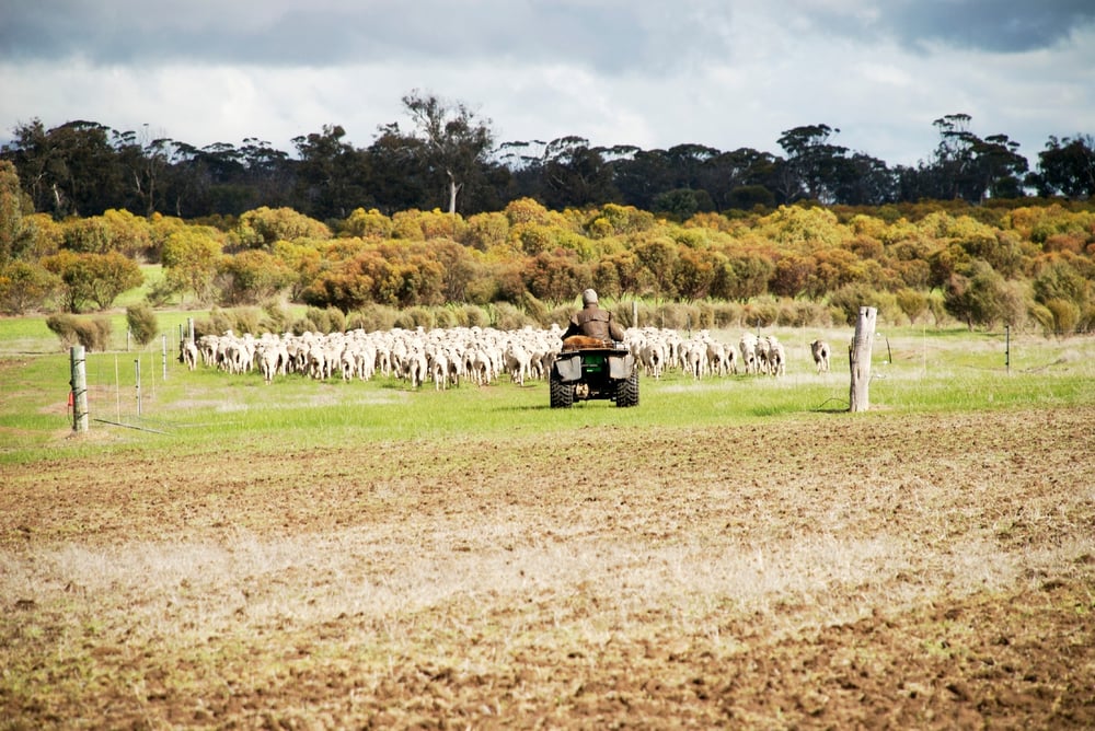 sheep farmer riding a quad bike behind a mob of sheep