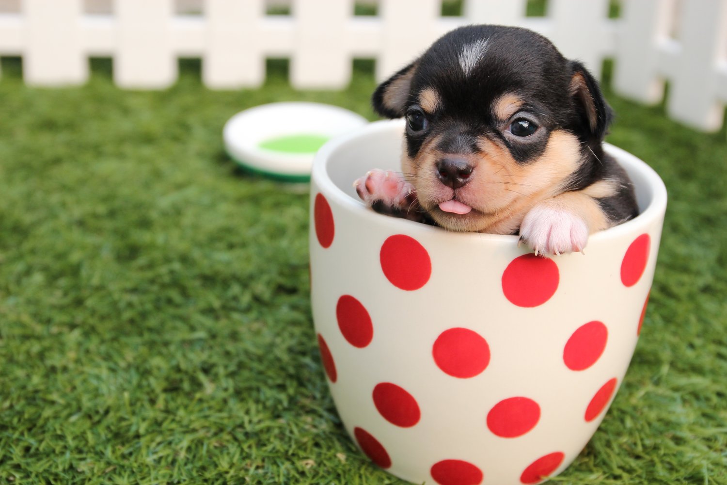 Tiny puppy in a spotty flower pot