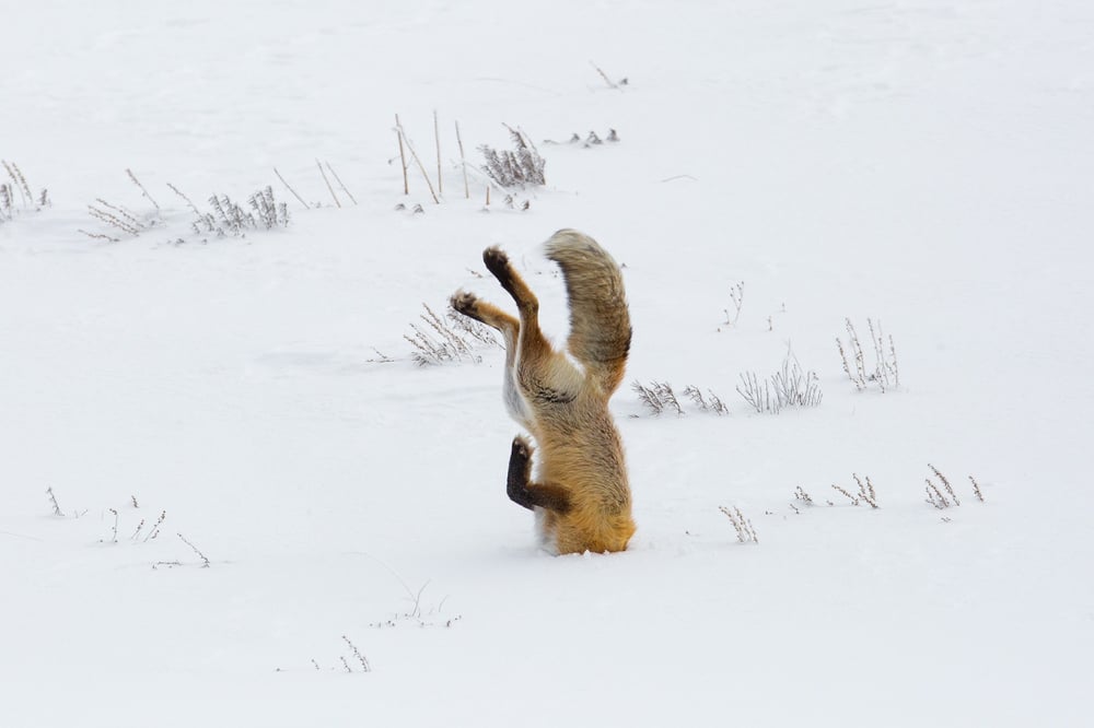 Fox with its head buried after diving into snow