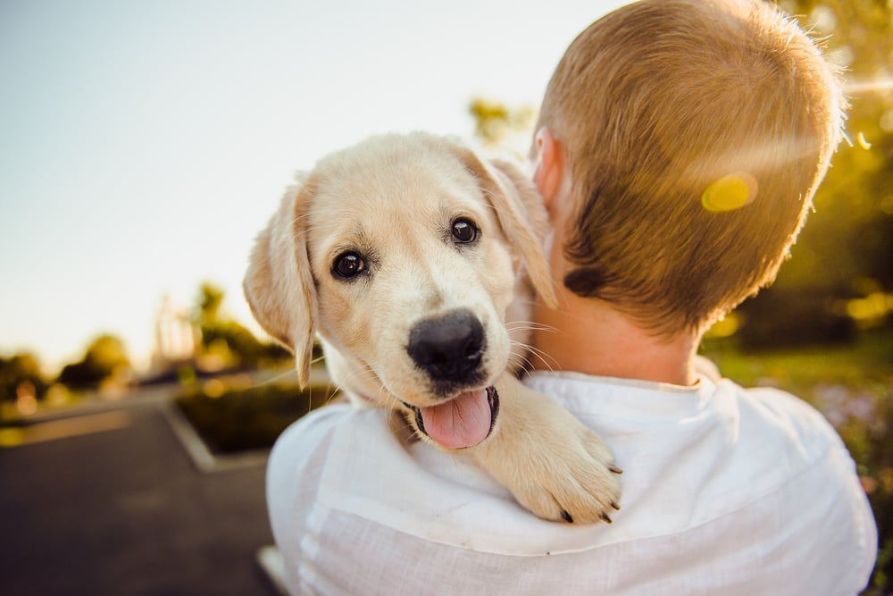 friendly dog