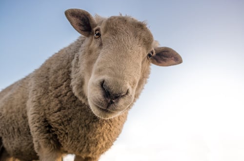 sheep pictured from below looking directly into camera